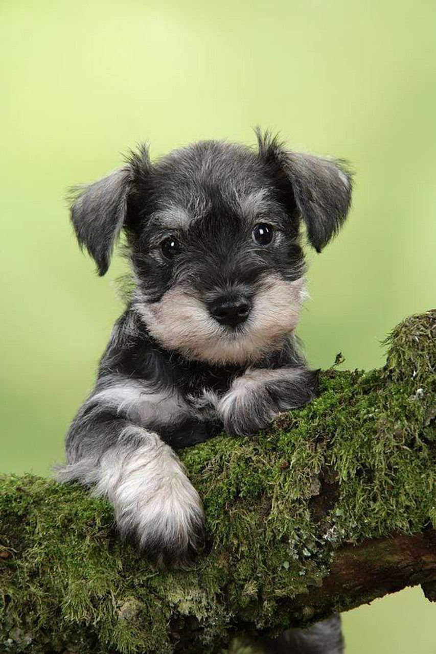 Schnauzer Puppy On A Branch Diamond Art Kit