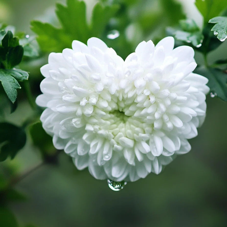 White Heart Flower Diamond Art Kit