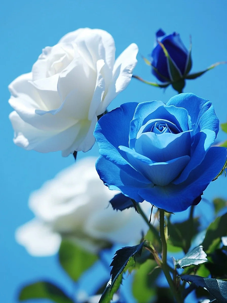 Blue White Roses Diamond Art Kit