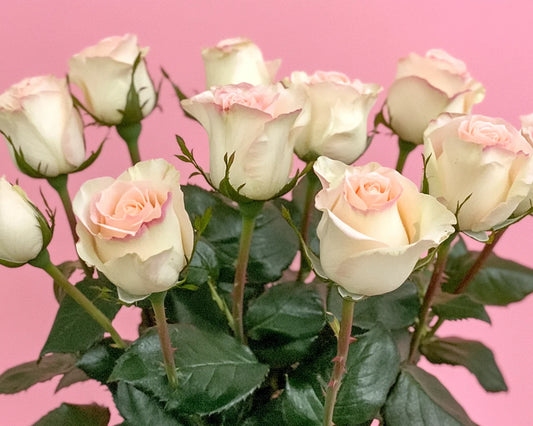 White and Light Pink Tipped Roses Diamond Art Kit