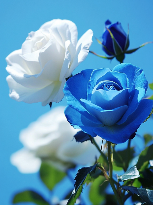 Blue White Roses Diamond Art Kit