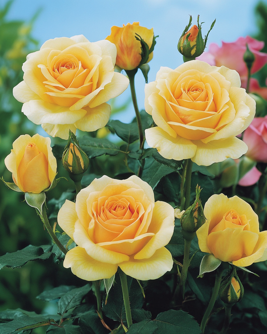 Romantic Yellow Roses in the Sun Diamond Art Kit