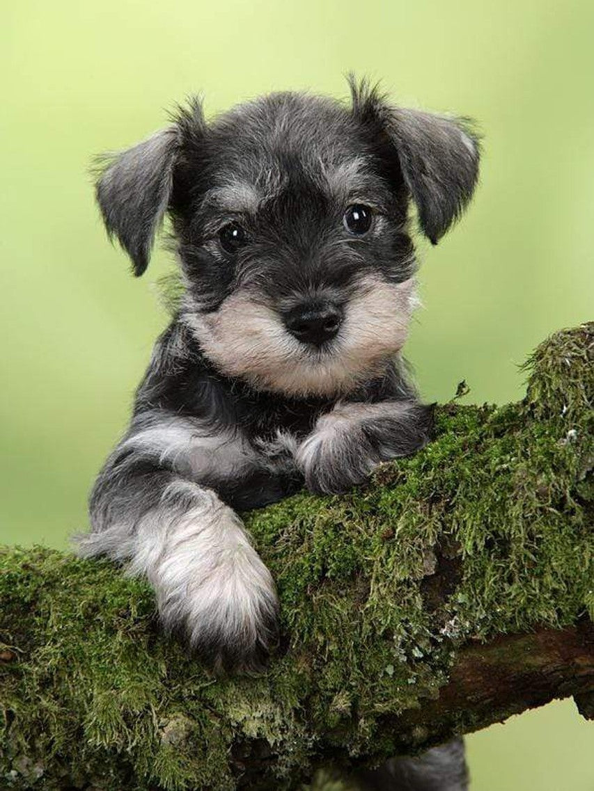 Schnauzer Puppy On A Branch Diamond Art Kit
