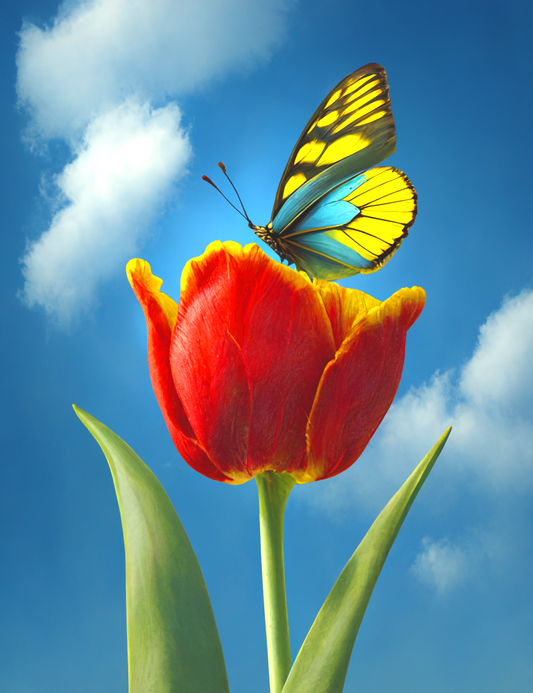 Tulip and Butterfly Diamond Art Kit